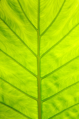 Green leaf texture in sunlight