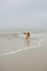 Hund in den Wellen