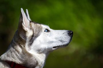 Naklejka premium Husky Portrait