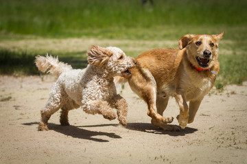 Labrador vs. Labradoodle