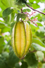 Star apple or Star fruit on a tree