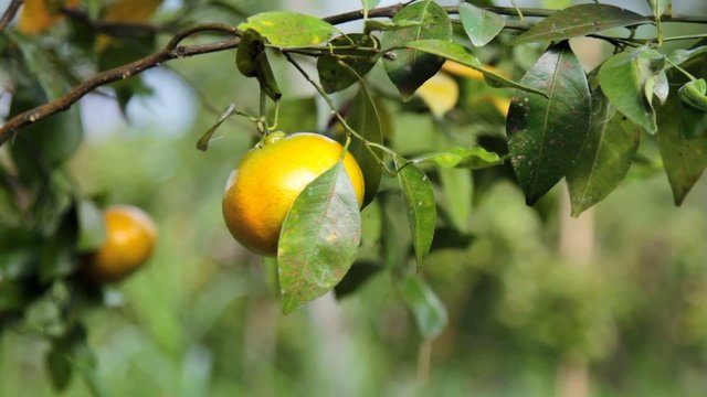 harvest of fresh orange