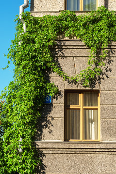 Stone grey building overgrown climbing branches with leaves