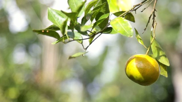 harvest of fresh orange
