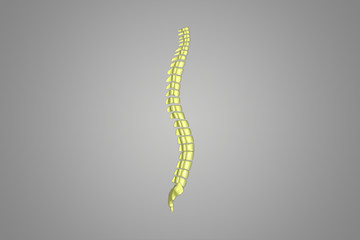 spinal column