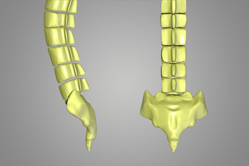 spinal column