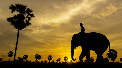 Fototapeta na wymiar Palm tree with elephant on sunset