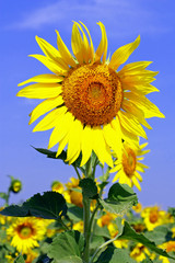 Sunflower field