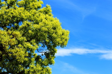 Fototapeta premium 木と空