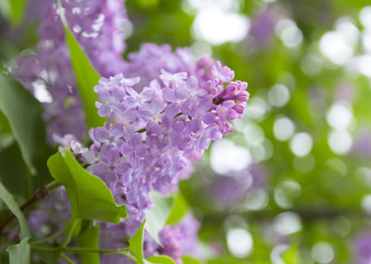 lilac purple flowers
