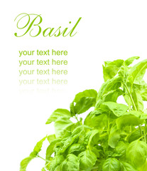 leaf of basil isolated
