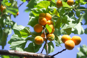Apricot tree branch