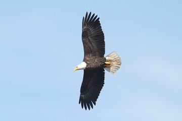 Obraz premium Bald Eagle (haliaeetus leucocephalus)