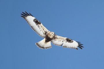 Obraz premium Rough-legged Hawk (Buteo lagopus)