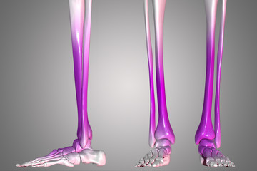 leg joints