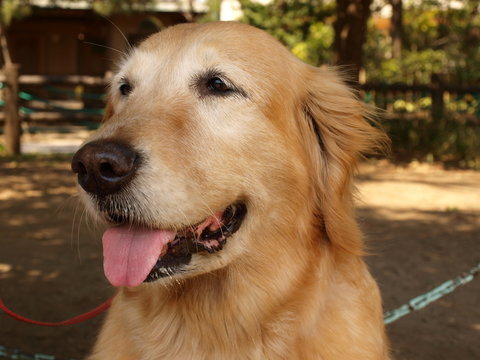 golden retriever