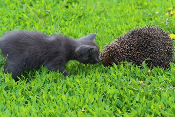 Kitten and hedgehog © pisotckii