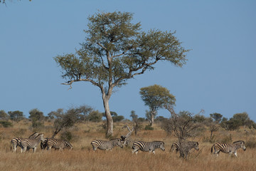 Herd of zebras in the bush