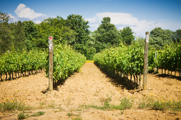Fototapeta na wymiar Sunny vineyard in Tuscany - Italy