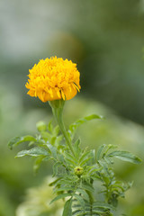 marigold flower