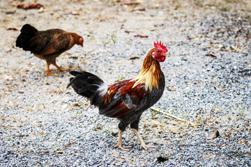 Cock