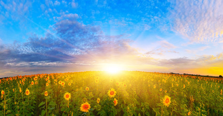 Morning sunflower field