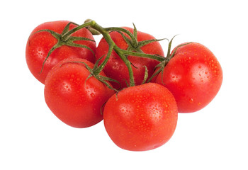 Branch of tomatoes with water drops isolated on white background
