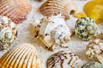 Seashells