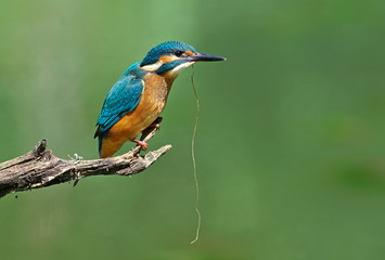 Kingfisher on a branch 10