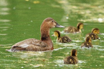 Common Pochard, Pochard, Aythya ferina