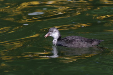 Küken eines Blesshuhnes 7