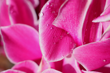 close-up of a pink ciclamino