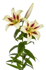 Flowers lily, lat. Lilium Oriental Hybrids, isolated on white ba