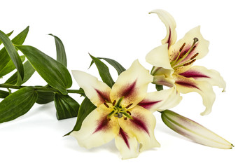 Obraz premium Kwiaty lilii, łac. Lilium Oriental Hybrydy, na białym tle na biały ba