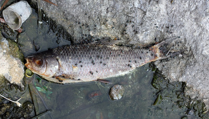 Fish die because wastewater.