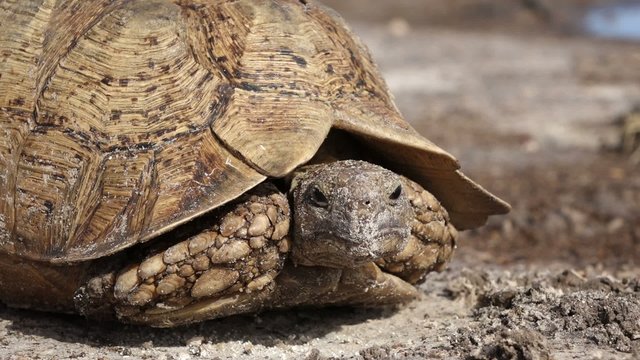 Close-up of a leopard tortoise peeking from its shell