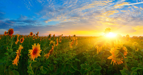 Obraz premium Подсолнечники