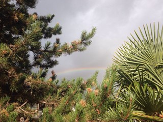 Naklejka premium Rainbow behind the trees