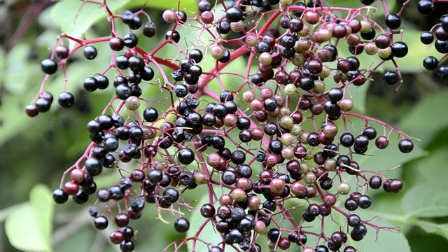 Sambucus Bez Holunder Бузина Sambuco Fl&auml;dersl&auml;ktet Sureau
