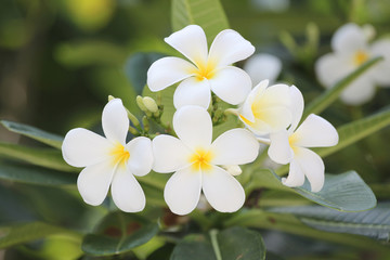 Obraz na płótnie Canvas white plumeria or frangipani flower.