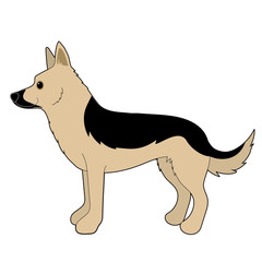 German Shepherd