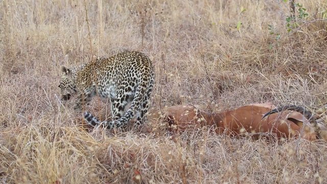 A leopard with its impala antelope prey
