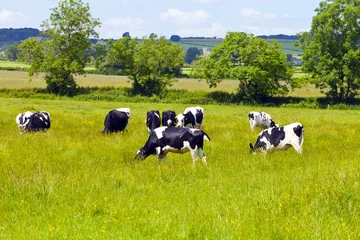 Photo sur Aluminium Vache Manger des vaches dans la campagne anglaise