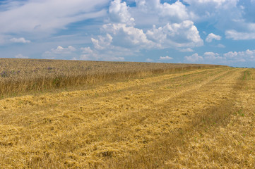 Ukrainian summer landscape with wheat field at harvest time