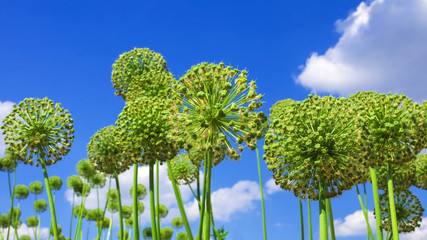 flower (Allium) against the blue sky
