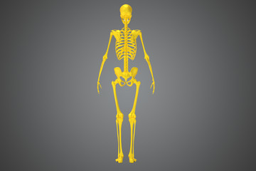 Skeleton