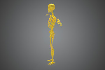 Skeleton