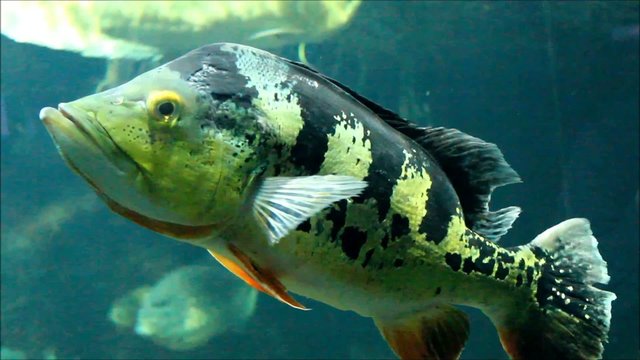Humboldt Kammbarsch (Speckled Pavon) Cichla temensis