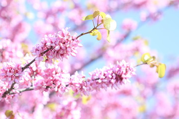Naklejka premium Judas tree