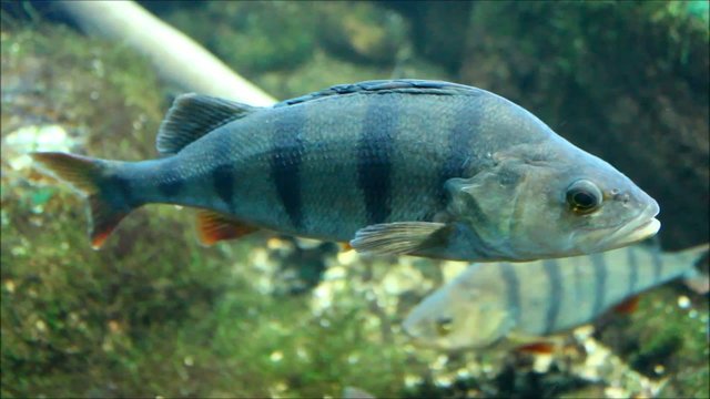 Kammbuntbarsch Cichla temensis